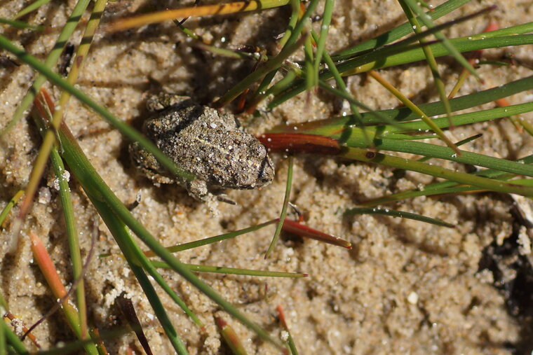 Crapaud calamite juvénile