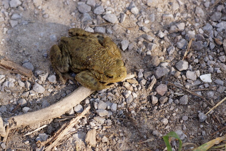 Crapaud commun