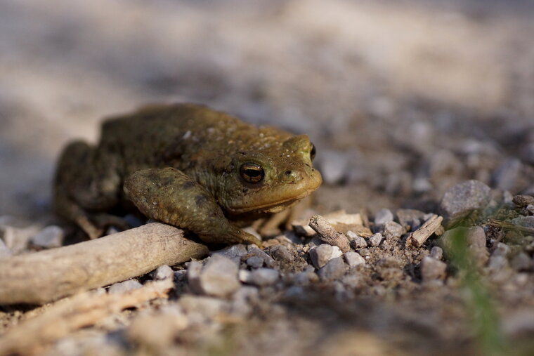 Crapaud commun 2