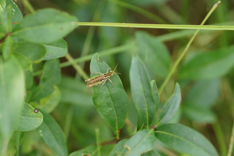 Criquet sp