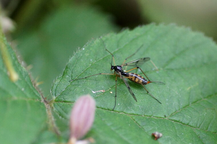 Ctenophora sp