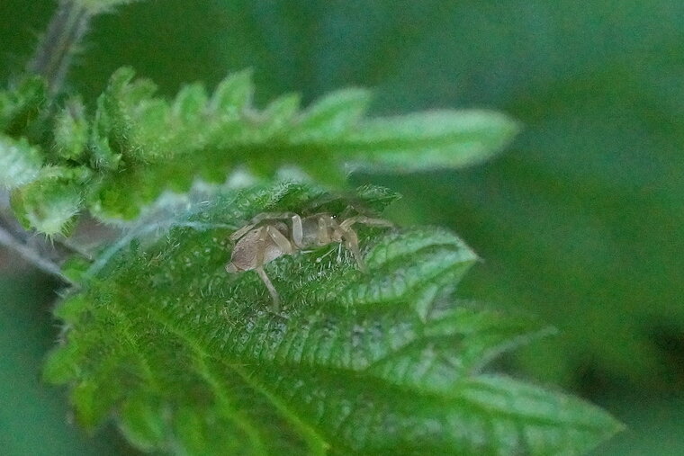 Cyclosa conica sous réserve