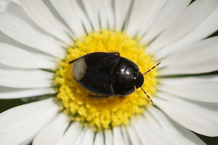 Cydnus sp 2 sous réserve