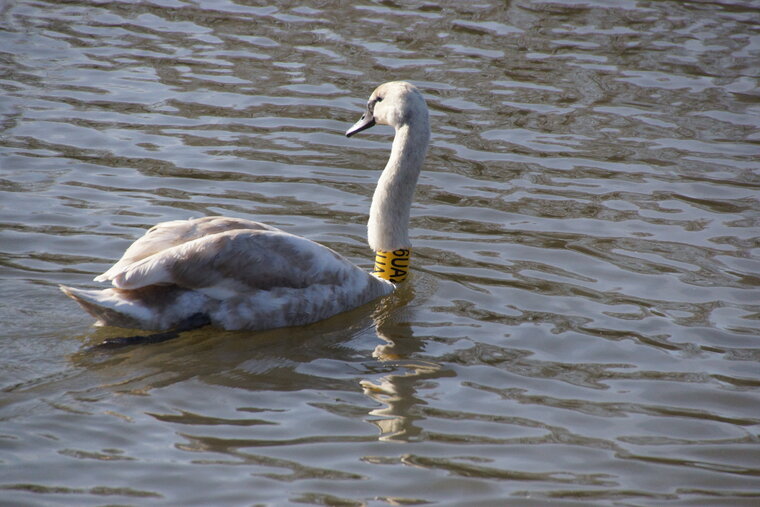 Cygne bagué