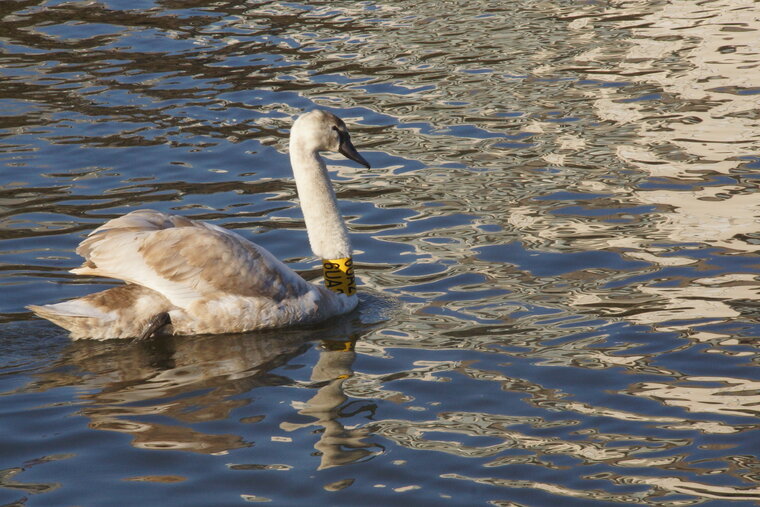 Cygne bagué 6UA2