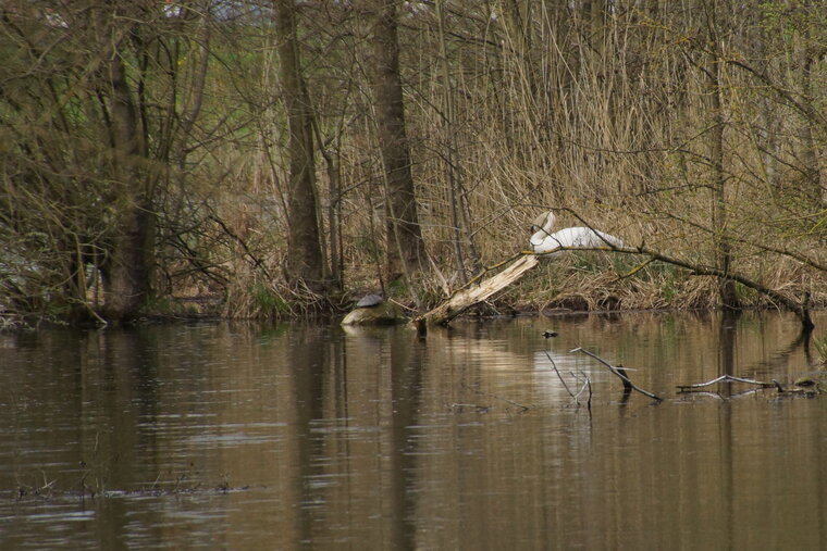 Cygne et Tortue