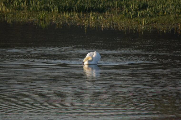 Cygne tuberculé