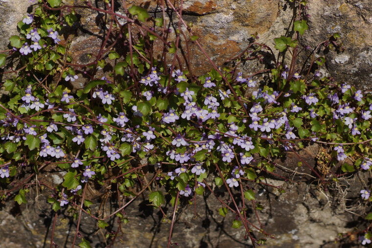 Cymbalaire des murailles