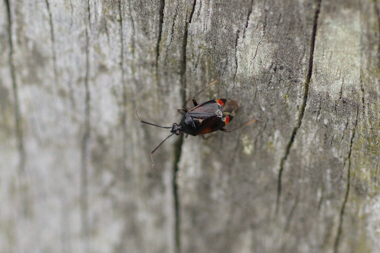 Deraeocoris ruber