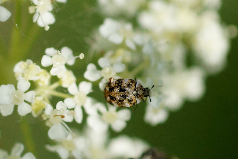 Dermeste sp sous réserve