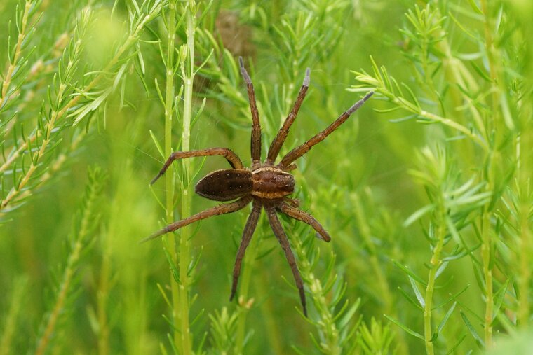 Dolomedes