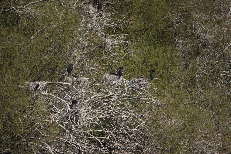 Dortoir maternité à Cormorans