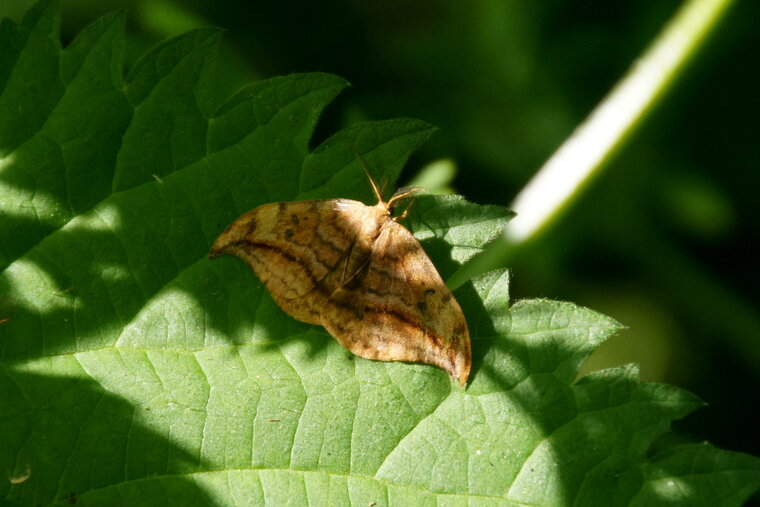 Drépane sp sous réserve