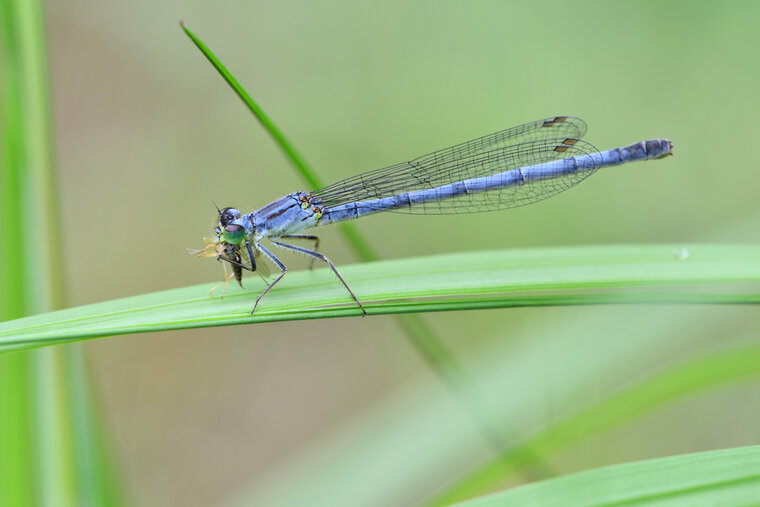 L'Agrion vertical