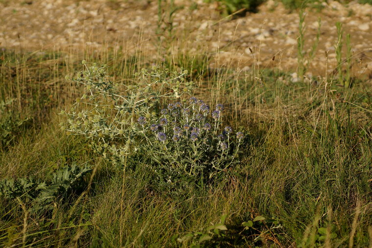 Echinops ritro