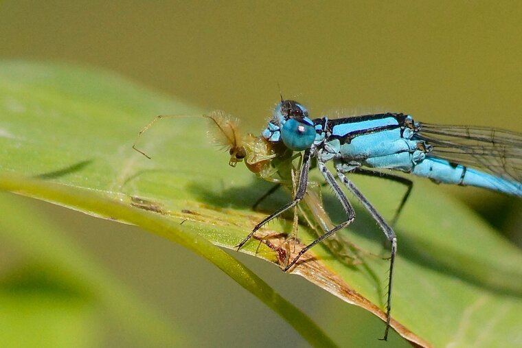 Enallagma cyathigerumDSC09588