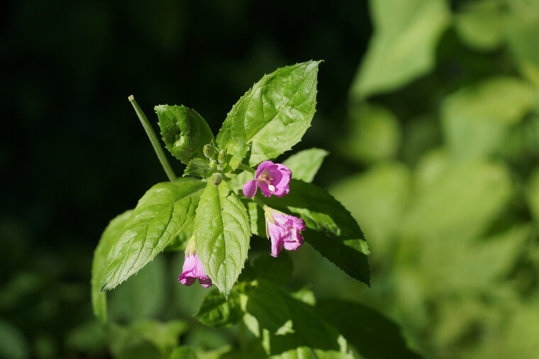 Epilobe hirsute Epilobium hirsutum