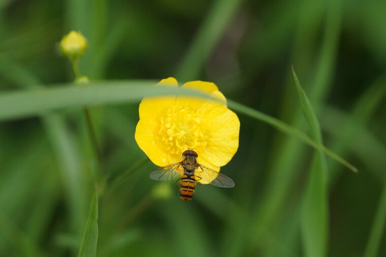 Episyrphus balteatus recadré