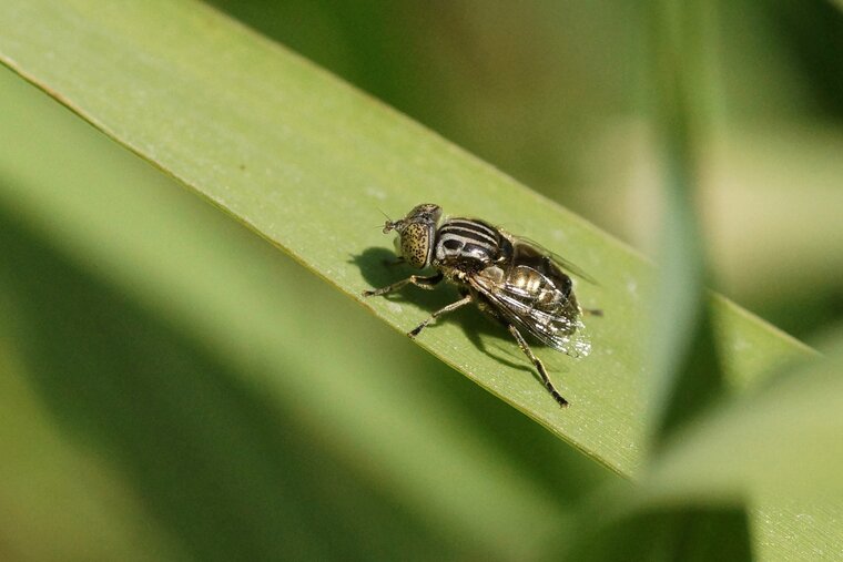 Eristalinus megacephalus sous réserve