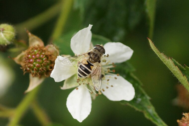 Eristalis arbustorum femelle Eristale des arbustes