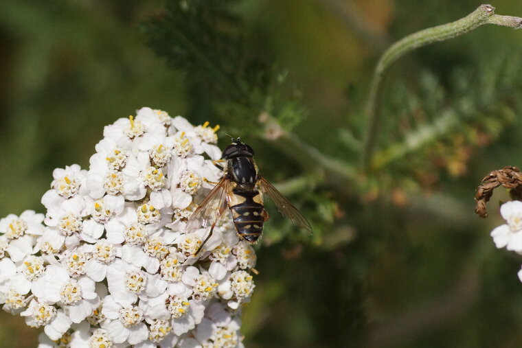 Eristalis sp