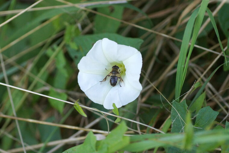 Eristalis sp