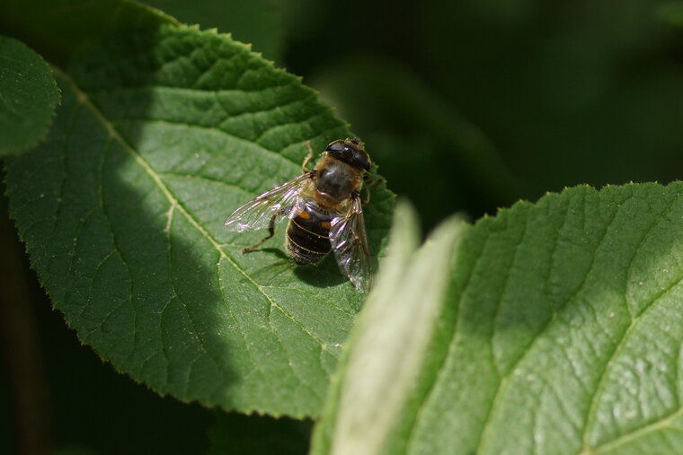 Eristalis tenax