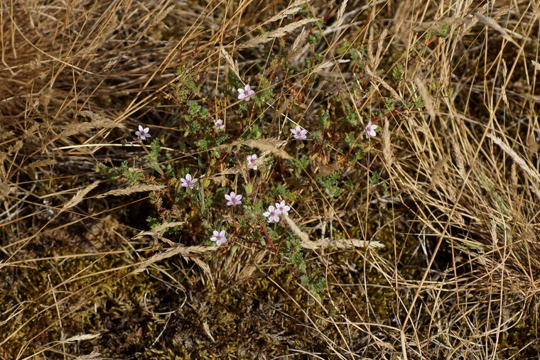 Erodium circutarium 2