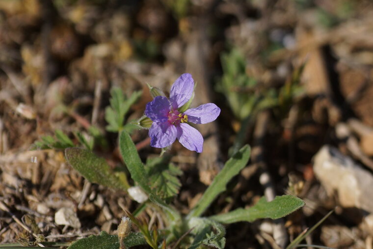 Erodium sp