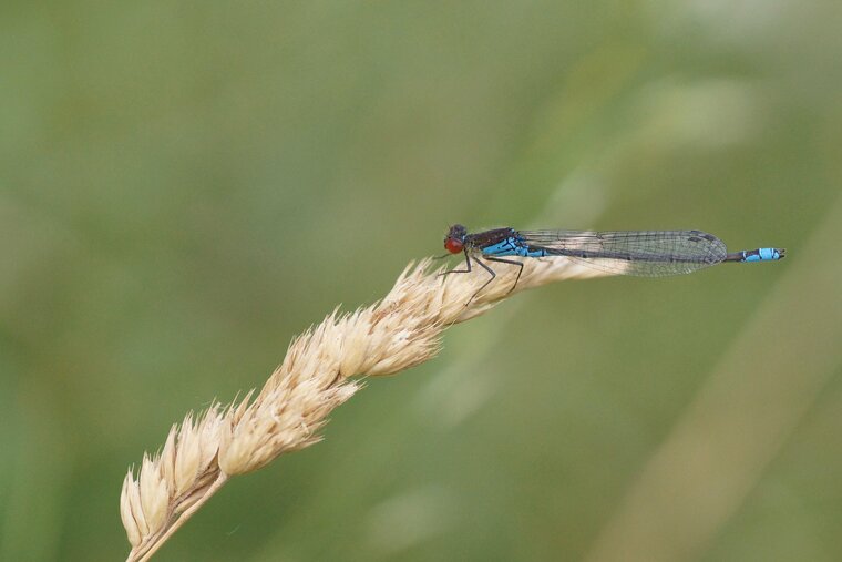 Erythromma viridulum Naïade au corps vertDSC09620