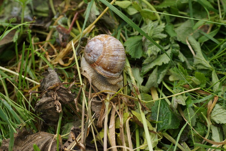 Escargot de Bourgogne