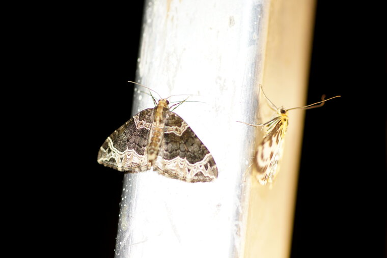 Eulithis prunata et Pyrale de l ortie