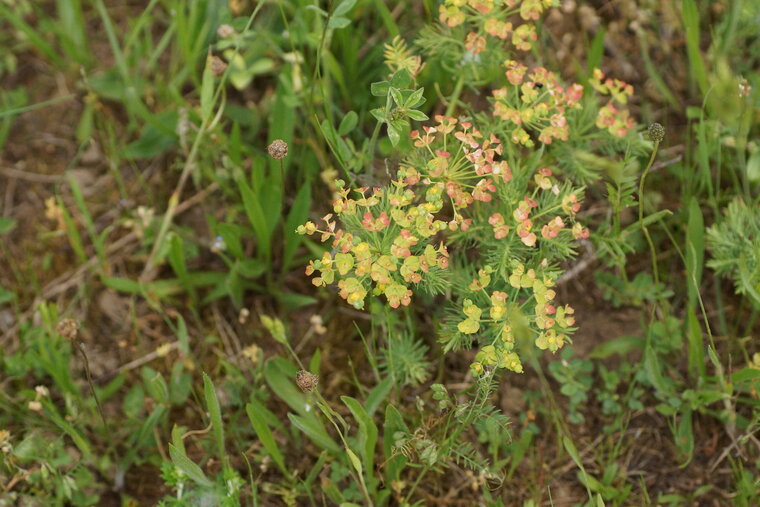 Euphorbe petit cyprès