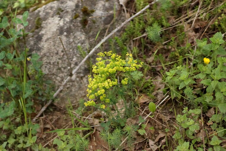 Euphorbe petit cyprès recadré