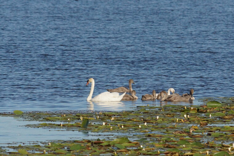 Famille de Cygnes tuberculés