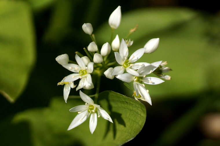 Fleur d Ail des ours