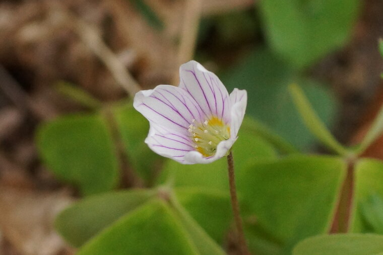 Fleur d Anémone des bois