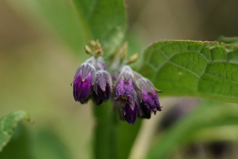 Fleur de Consoude sp