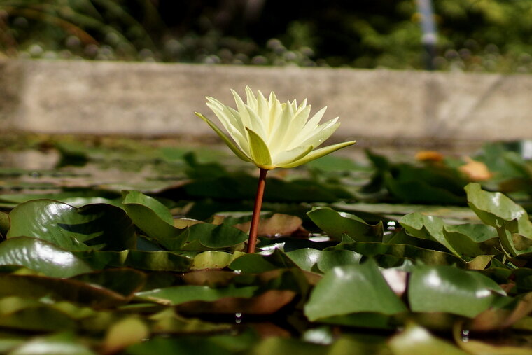 Fleur de Nénuphar sp