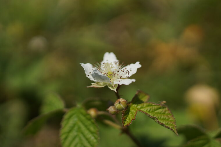 Fleur de roncier