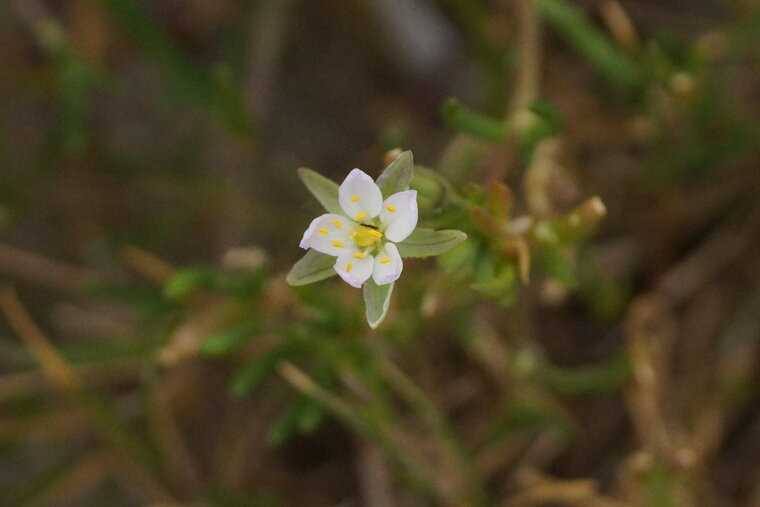 Fleur de Spergulaire maritime