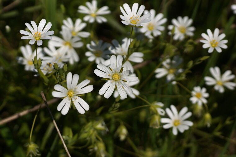 Fleur de Stellaire sp