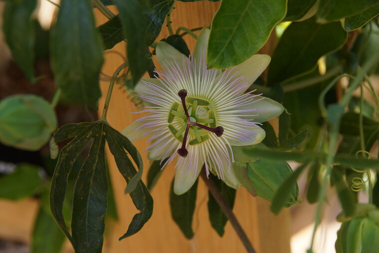 Fleur du Fruit de la passion