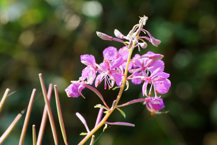 Fleurs d Epilobe en épi