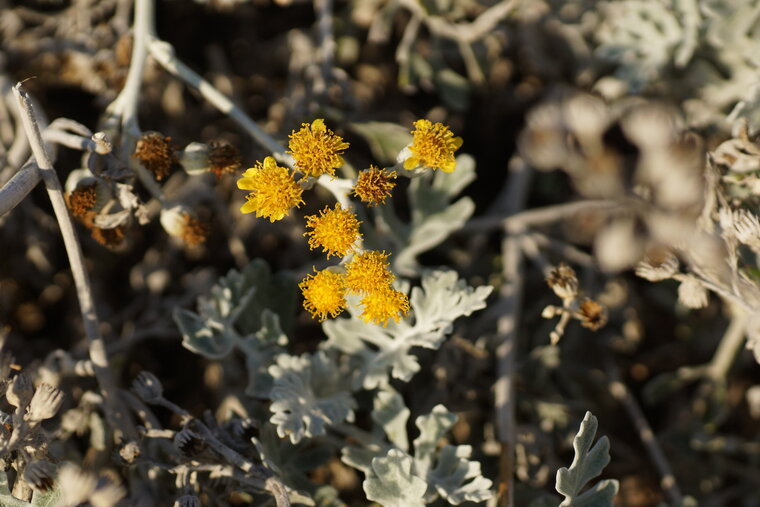 Fleurs de Cinéraire maritime