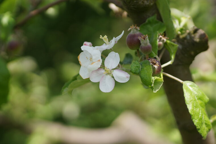 Fleurs de Pommier