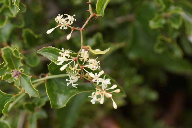 Fleurs de Salsepareille