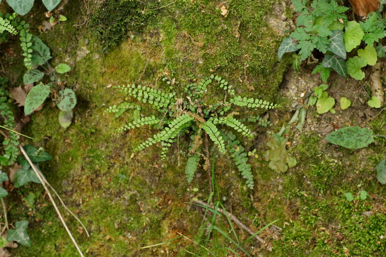 Fougère des murailles Asplenium trichomanes