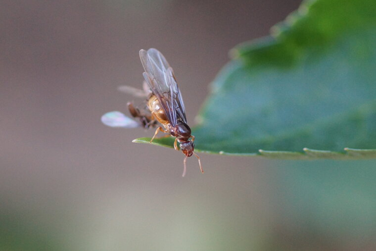 fourmis reine et mâles