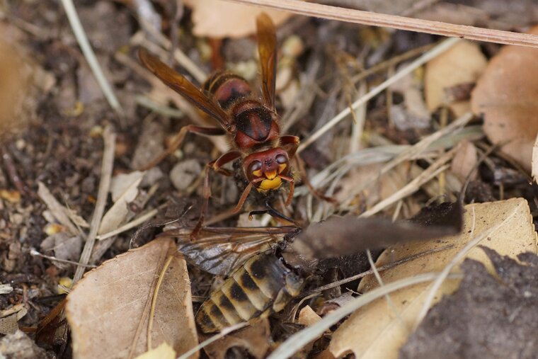 Frelon Vs Taon